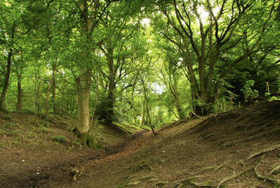 Romancing the forest