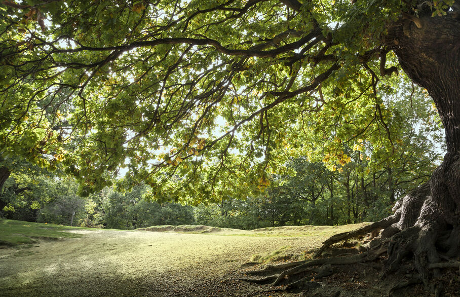 A tree in Epping Forest near Loughton, Essex