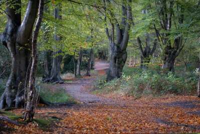Is Chigwell a nice place to live